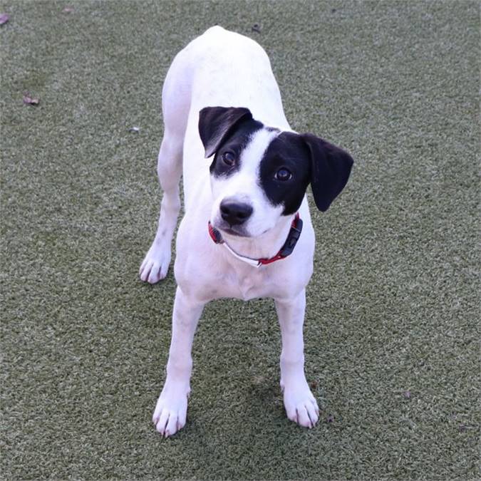 Tonka the Mixed Breed at North Shore Animal League