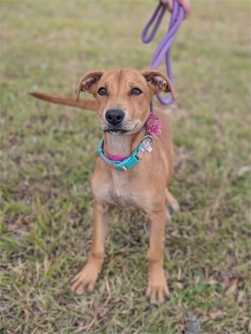 Skittles the Labrador Retriever at Home for Good Dog Rescue