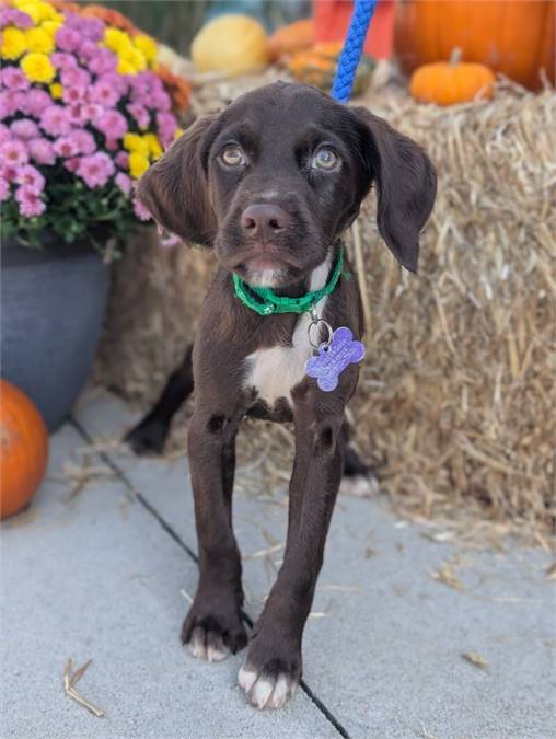 Mikey the Catahoula Leopard Dog at Home for Good Dog Rescue