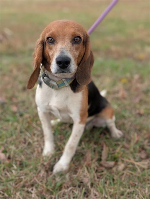 Axe the Beagle Mix at Home for Good Dog Rescue