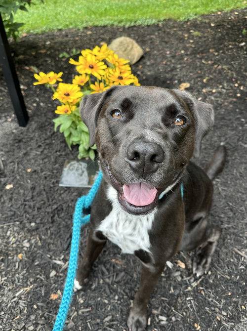 Brittany / Boxer Mix at Eleventh Hour Rescue