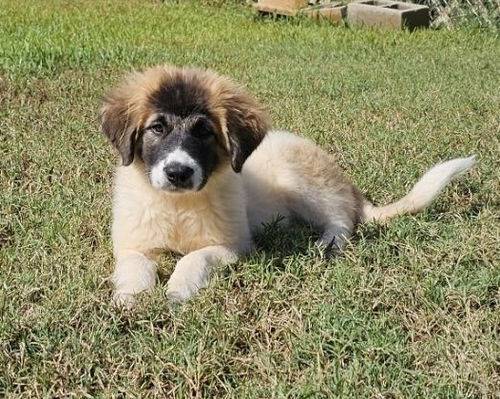 Great Pyrenees Mix at Eleventh Hour Rescue