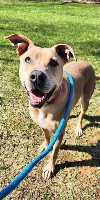 Terrier / Labrador Retriever Mix at Eleventh Hour Rescue