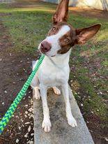 Gabriel the Portuguese Podengo at Greyhound Friends of New Jersey