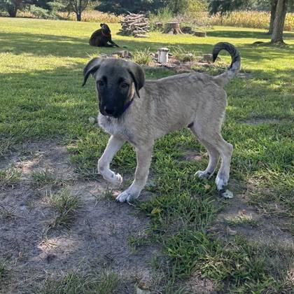 Littlefoot the Anatolian Shepherd at 4 Paws Dog Rescue of NJ