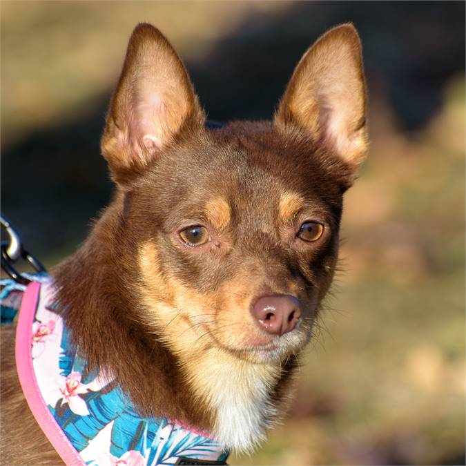 Frankie the Chiweenie at Animal Alliance of NJ 