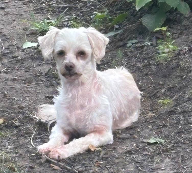 Molly May the Shih Tzu & Poodle Mix at Animal Alliance of NJ