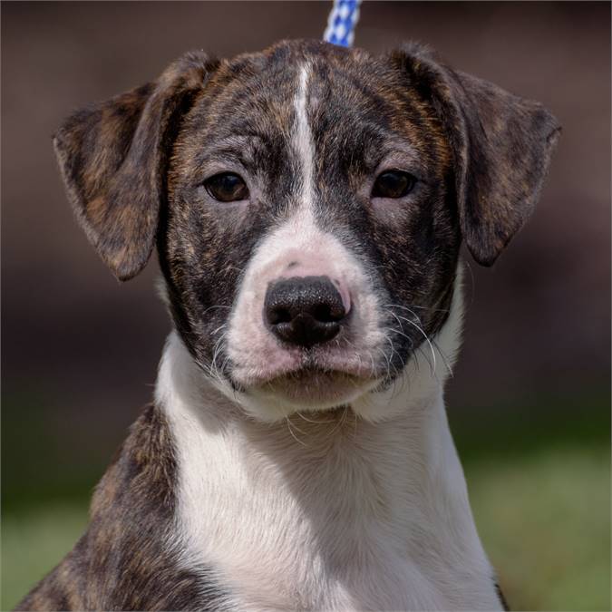 Daniel the Hound Mix at Animal Alliance of NJ