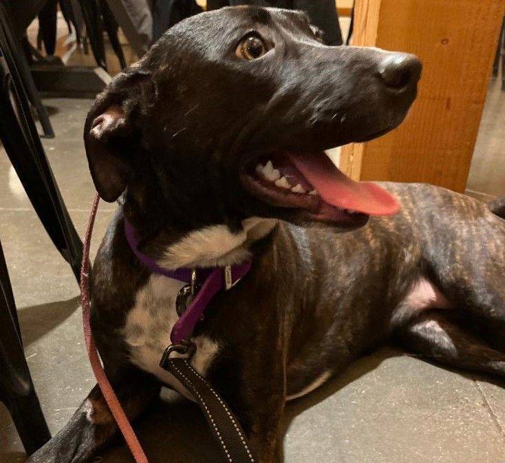 Dinah the Hound at Animal Alliance of NJ