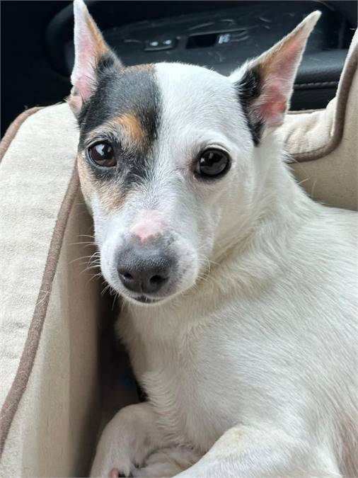 Jada the Jack Russell Terrier at Animal Alliance of NJ