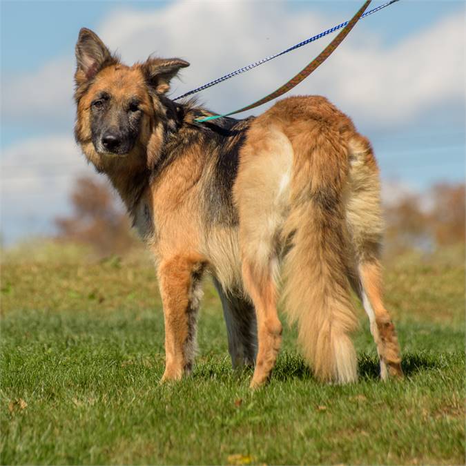 Katarina the German Shepherd Dog at Animal Alliance of NJ