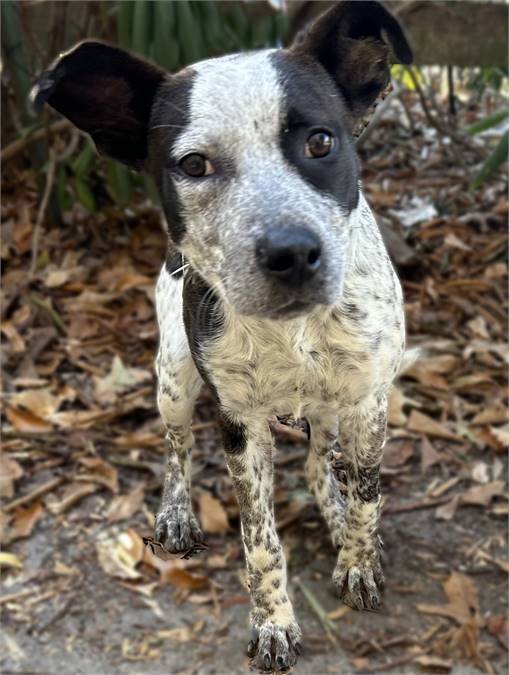 Clarabell the Australian Cattle Dog Mix at Animal Welfare Association of New Jersey