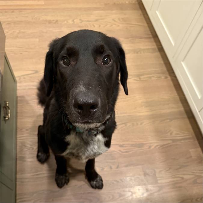 Gus the Labrador Retriever & Shepherd Mix at A Second Chance for Ziva