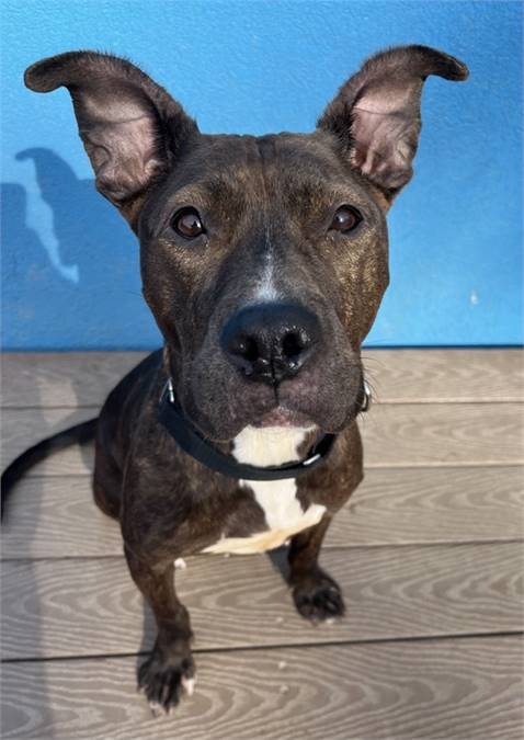 Fudge the Terrier & Pharaoh Hound Mix at AHS-Tinton Falls