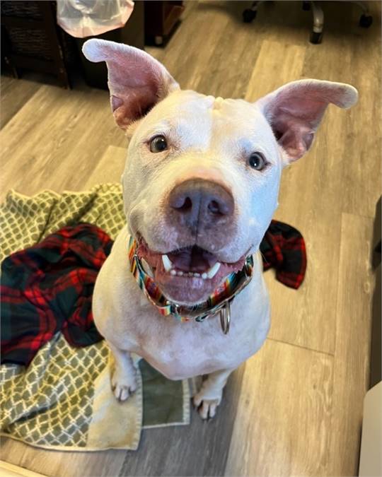 Russia the American Bulldog & Boxer Mix at AHS-Tinton Falls