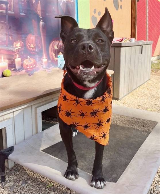 Eddie the Terrier Mix at AHS-Tinton Falls