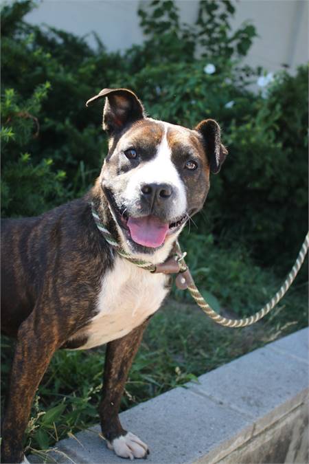 Diamond Lady Di the Pit Bull Terrier Mix Associated Humane Societies - Newark