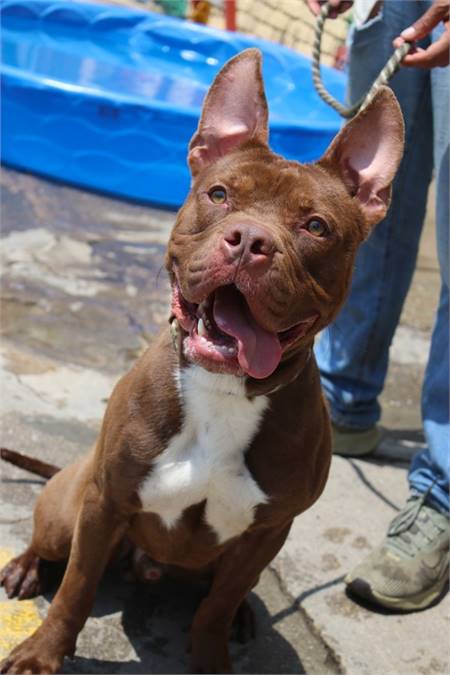 Spike the American Bully Mix at Associated Humane Societies - Newark