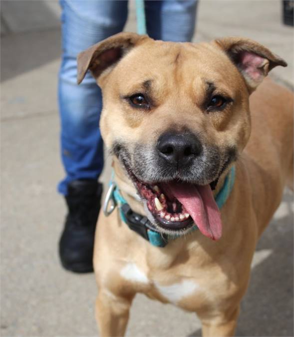 Honcho the Labrador Retriever Mix at Associated Humane Societies - Newark