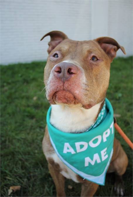 Scooby the Shepherd & Pit Bull Terrier Mix at Associated Humane Societies - Newark