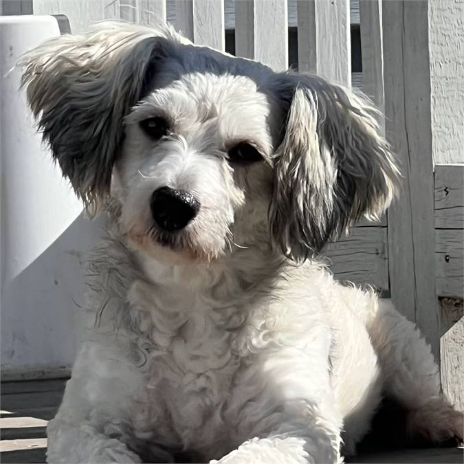 Marty the Havanese & Poodle Mix at Best Friend Dog and Animal Adoption, Inc.