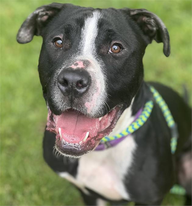 Carter the American Staffordshire Terrier at Best Friend Dog and Animal Adoption, Inc