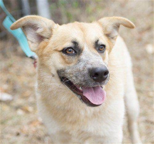 Betsie the Australian Cattle Dog / Blue Heeler Mix at Big Dog Rescue Project