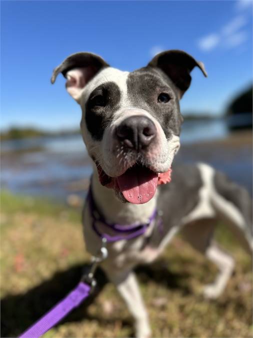 Gabby at Buddha Pooch Dog Rescue Project