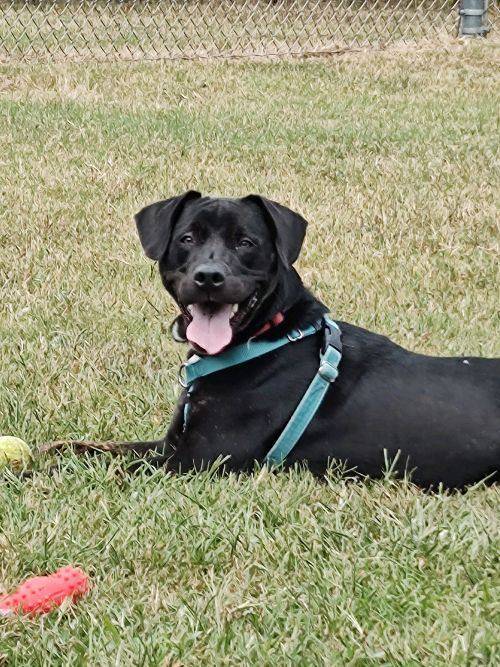 Ripley the Labrador Retriever at Cape May County Animal Shelter and Adoption Center