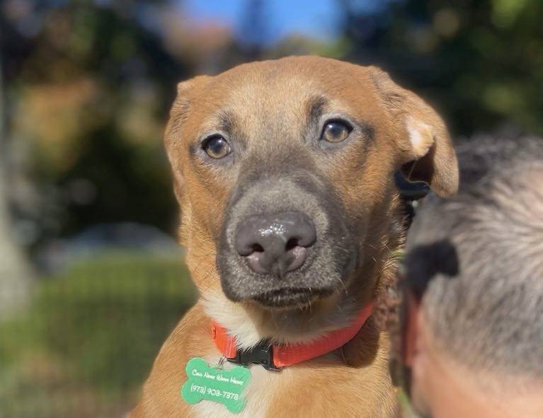 Lola the Shepherd & Labrador Retriever Mix at Cold Nose Warm Heart Dog Rescue