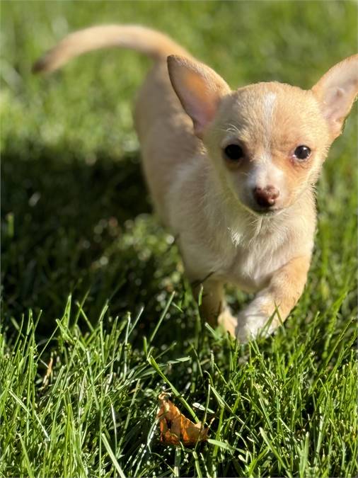 Lucy the Chihuahua at FOWA Rescue