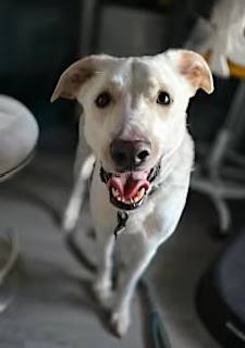 Ace Smiley the Great Pyrenees/Labrador Retriever at Friends With Four Paws