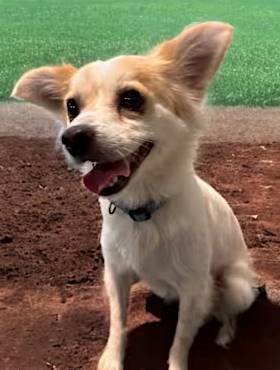 Rocky Rich the Papillon/Sheltie, Shetland Sheepdog Mix at Friends With Four Paws