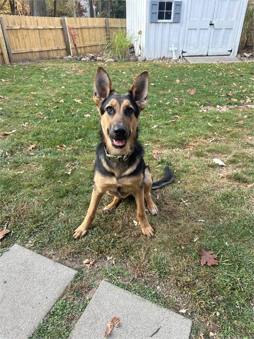 Franki the German Shepherd Dog at Happy Tails Animal Rescue