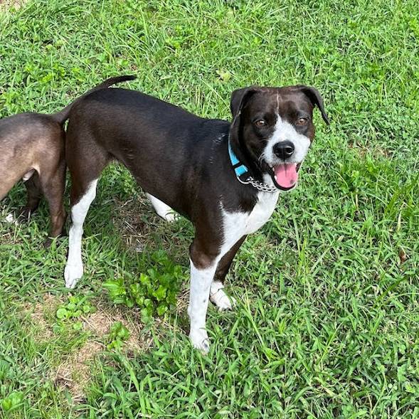 Whistle the Pointer at Home Free Animal Rescue