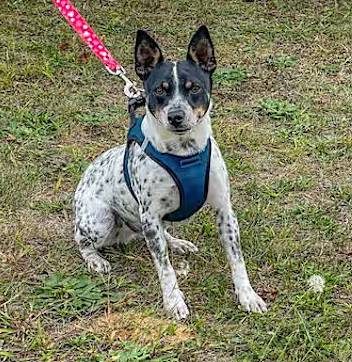 Isaiah the Australian Cattle Dog at Jersey Shore Animal Center