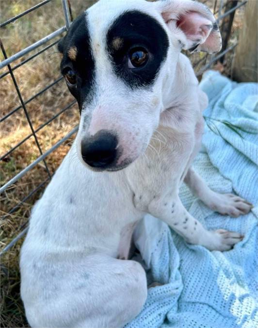 Dora the Rat Terrier & Smooth Fox Terrier Mix at JKRC Rescue