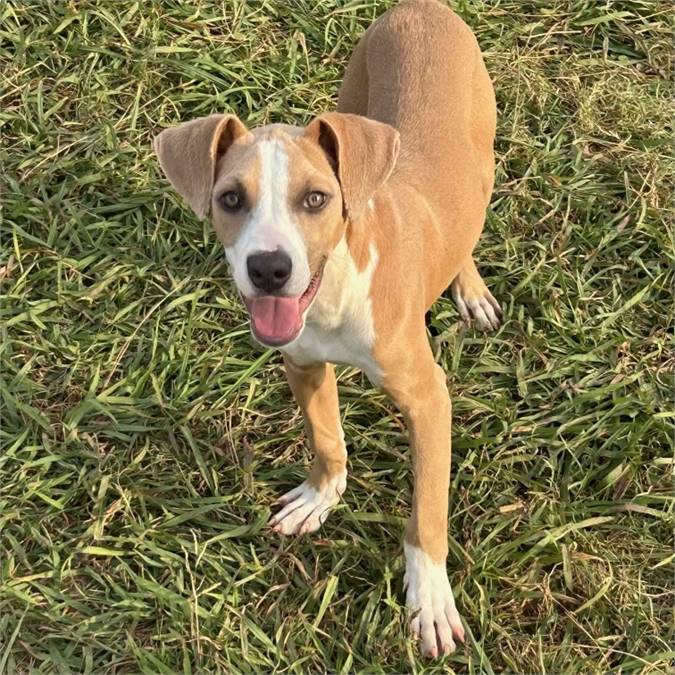 Buttons the American Foxhound & Mountain Cur Mix at JKRC Rescue