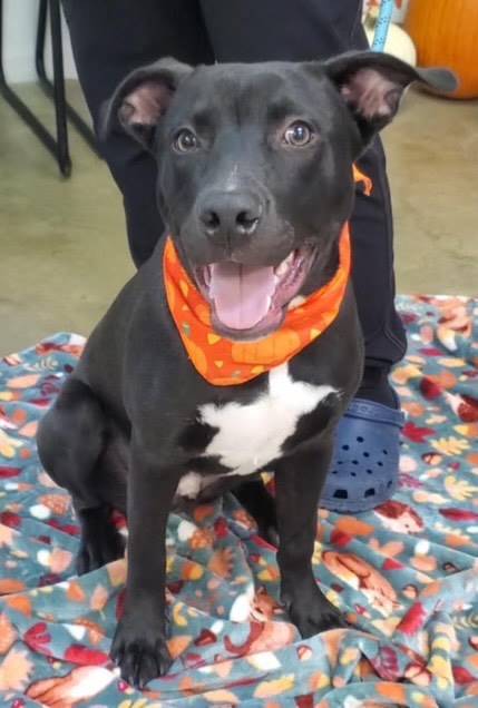 Julio the Staffordshire Terrier & Black Labrador Retriever Mix at JKRC Rescue