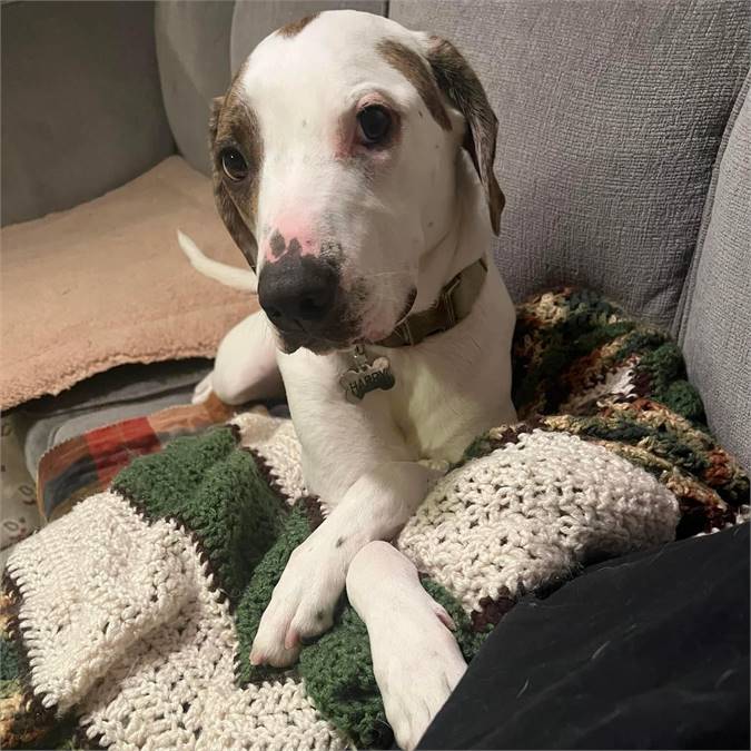 Harry the Pit Bull Terrier & Pointer Mix at Lost Paws Animal Rescue