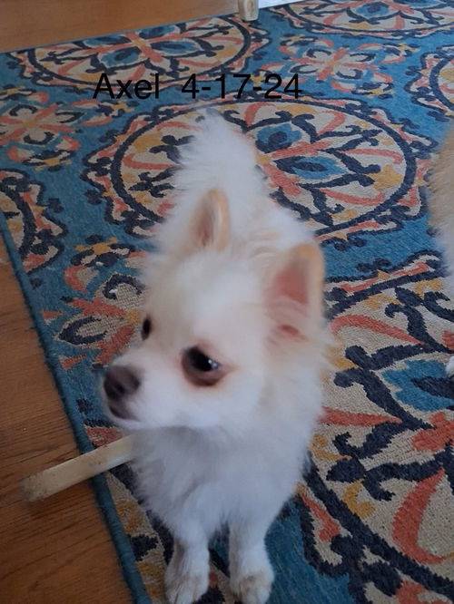 Axel the Pomeranian Mix at No Paw Left Behind