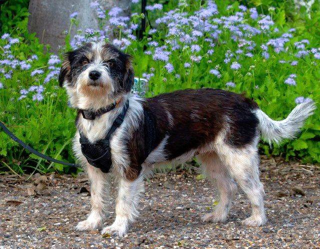 Etta TX the Shih Tzu at North Star Pet Rescue