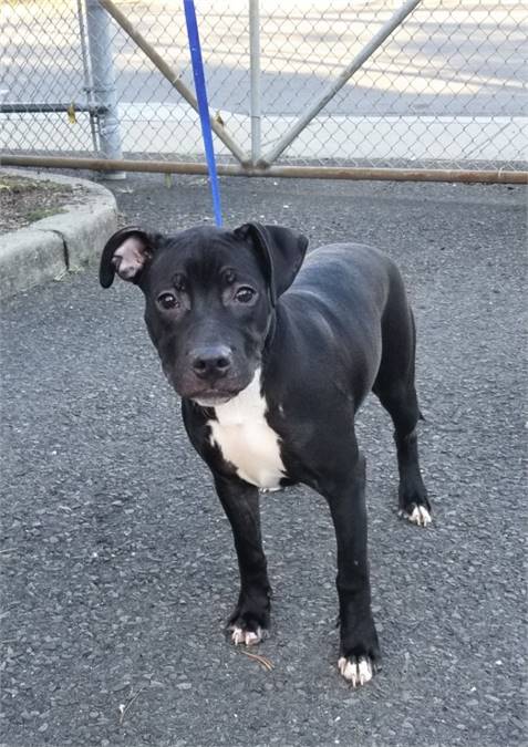 Jet the Labrador Retriever Mix at West Orange Animal Welfare League