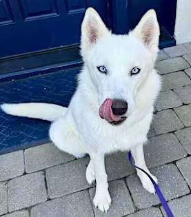 Luna the Husky Mix at One Love Animal Rescue