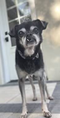 Daniel the Pug/Chihuahua at Peyton's Place Animal Rescue