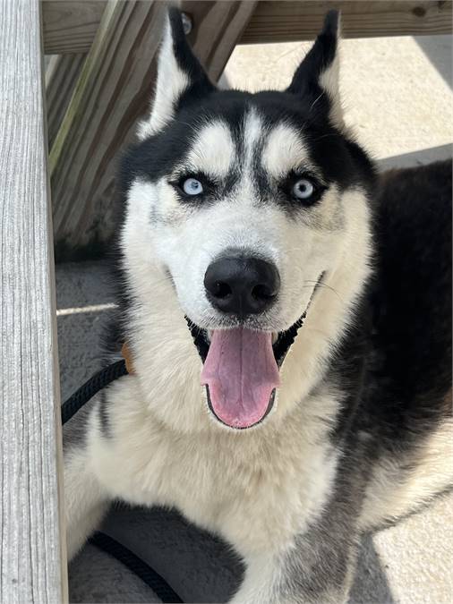 Aspen the Siberian Husky at Plainfield Area Humane Society