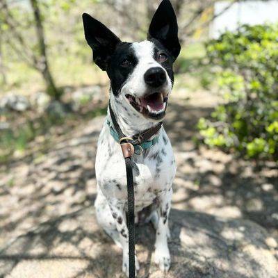 Ellie the Australian Cattle Dog - Border Collie at Ramapo-Bergen Animal Refuge