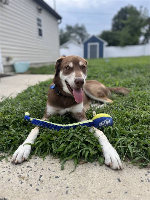 Loki the Siberian Husky & Golden Retriever Mix at Real Dog Rescue