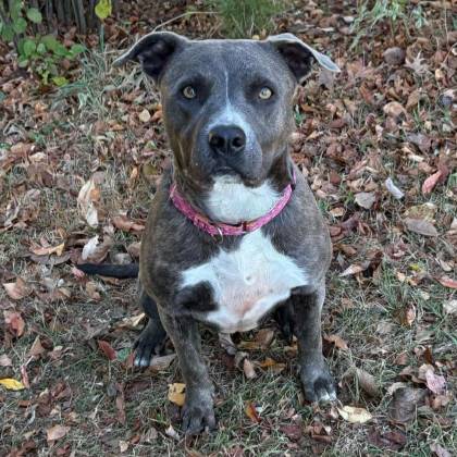 Jasmine the Terrier Mix at Rescue Ridge