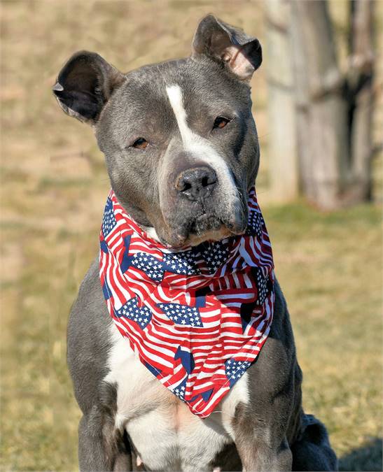 Meera the American Staffordshire Terrier Mix at Rescue Ridge